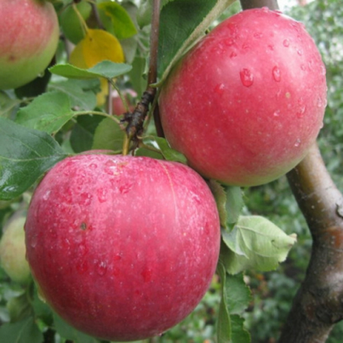 Яблоня Рождественское 3х-лет - лпх-первомайское.рф - Екатеринбург