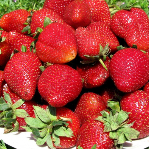 Клубника Прими ( нет в наличии) - лпх-первомайское.рф