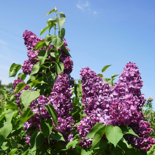 Джавархарлал неру - лпх-первомайское.рф - Екатеринбург