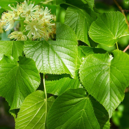 Липа мелколистная - лпх-первомайское.рф