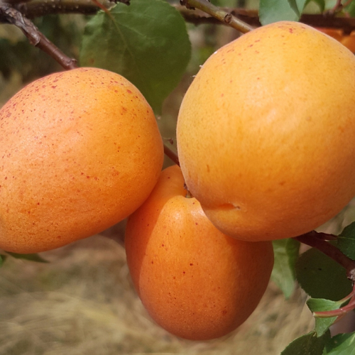 Абрикос Амур (нет в наличии) - лпх-первомайское.рф - Екатеринбург