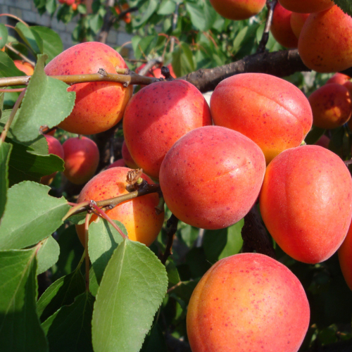 Абрикос Огни Челябинска - лпх-первомайское.рф