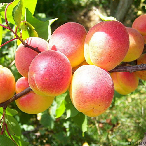 Абрикос Каролина - лпх-первомайское.рф - Екатеринбург