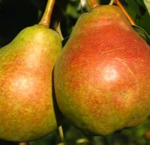 Груша Фаворитка - лпх-первомайское.рф - Екатеринбург