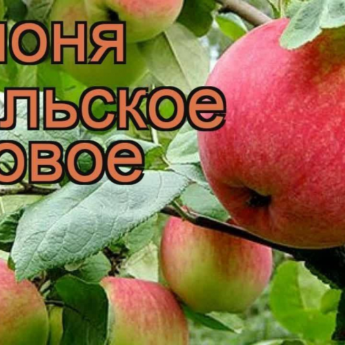 Яблоня Уральское розовое 2х-лет - лпх-первомайское.рф