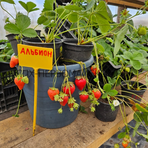 Клубника Альбион (нет в наличии) - лпх-первомайское.рф