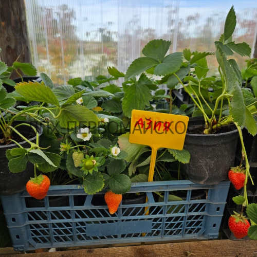 Клубника Азия - лпх-первомайское.рф - Екатеринбург