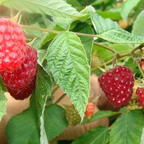 Малина Блестящая - лпх-первомайское.рф - Екатеринбург