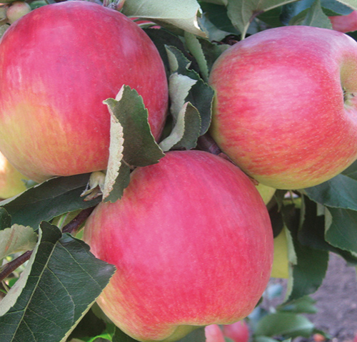 Яблоня Солнцедар ( нет в наличии) - лпх-первомайское.рф - Екатеринбург
