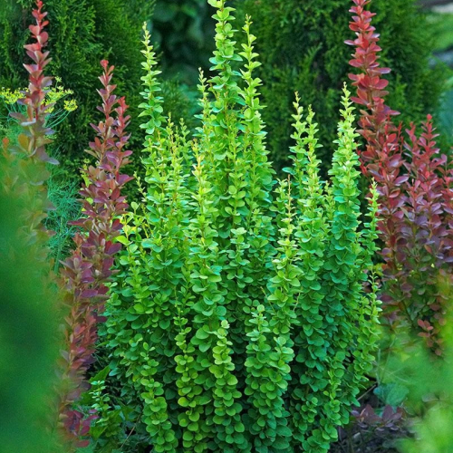 Эректа (Тунберга)  - лпх-первомайское.рф - Екатеринбург