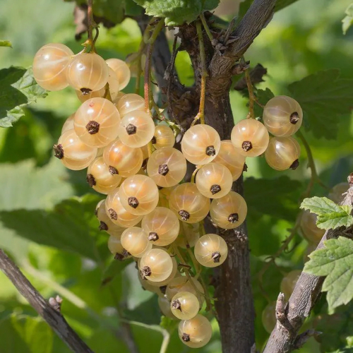 Смородина Потапенко (нет в наличии) - лпх-первомайское.рф
