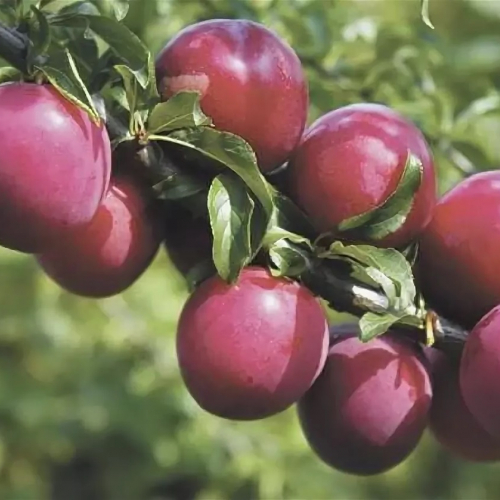 БЕТА - лпх-первомайское.рф - Екатеринбург