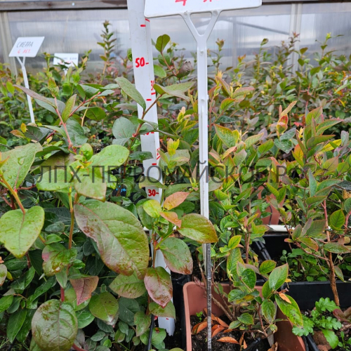 Блю голд( нет в наличии) - лпх-первомайское.рф