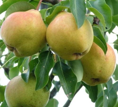 Большая - лпх-первомайское.рф - Екатеринбург