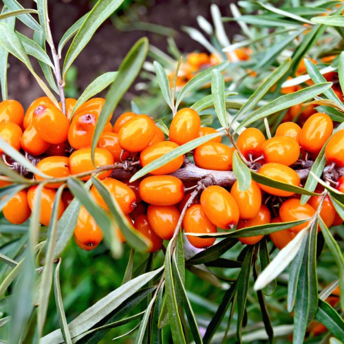 Руэт ( нет в наличии) - лпх-первомайское.рф - Екатеринбург