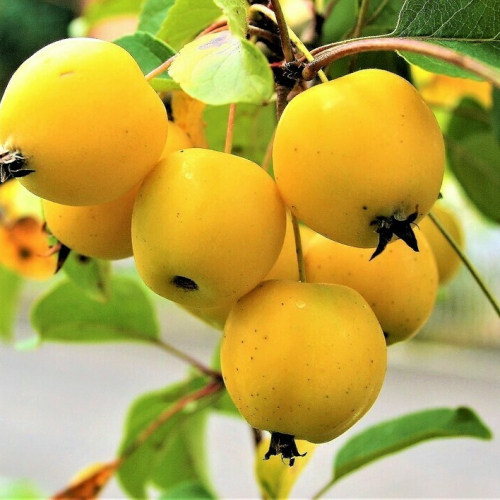 Яблоня Китайка золотая  ( нет в наличии) - лпх-первомайское.рф