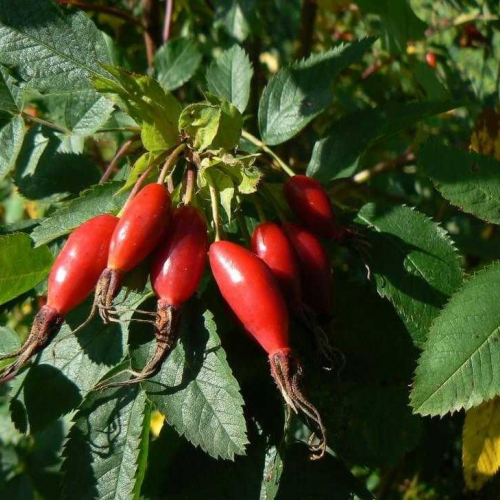 Бакал - лпх-первомайское.рф - Екатеринбург