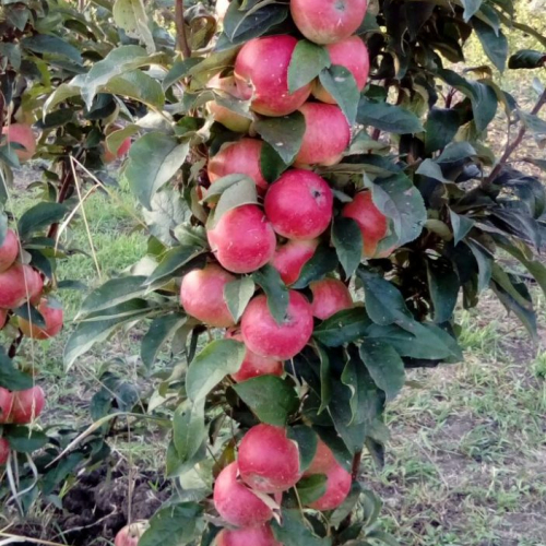 Валюта - лпх-первомайское.рф