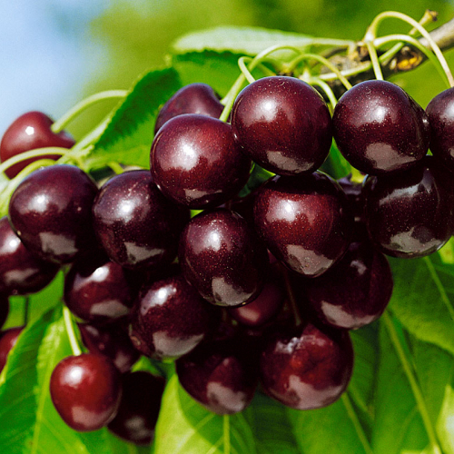 Бряночка( нет в наличии) - лпх-первомайское.рф - Екатеринбург