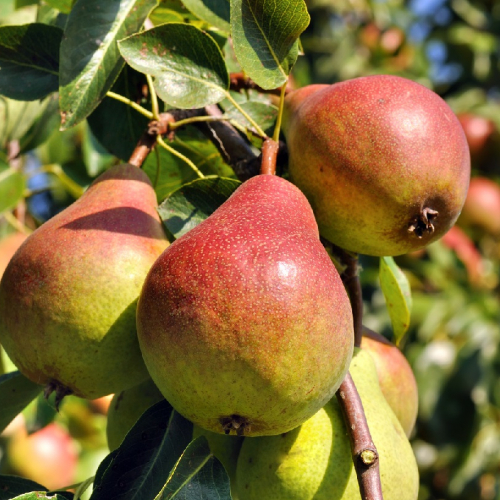 Груша Чусовая(нет в наличии) - лпх-первомайское.рф