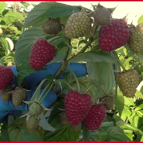 Малина Мапема - лпх-первомайское.рф