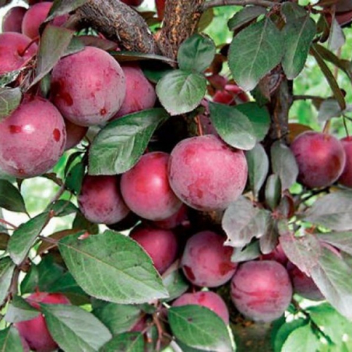  Даная - лпх-первомайское.рф - Екатеринбург