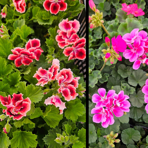 Пеларгония королевская ( нет в наличии) - лпх-первомайское.рф - Екатеринбург