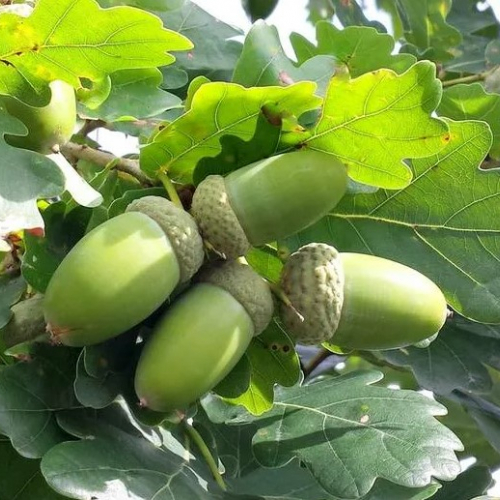 Дуб черешчатый - лпх-первомайское.рф - Екатеринбург