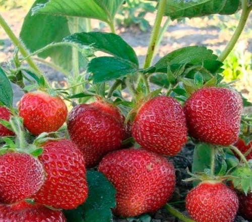 Клубника Джоли - лпх-первомайское.рф