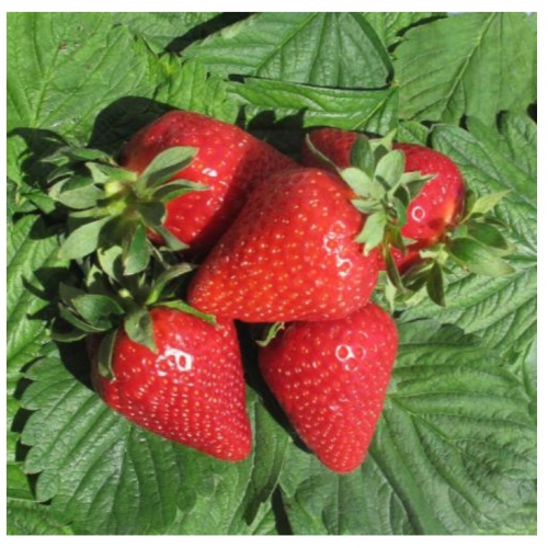 Клубника АМИ (нет в наличии) - лпх-первомайское.рф - Екатеринбург