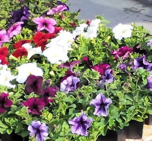 Петуния МИКС (нет в наличии) - лпх-первомайское.рф