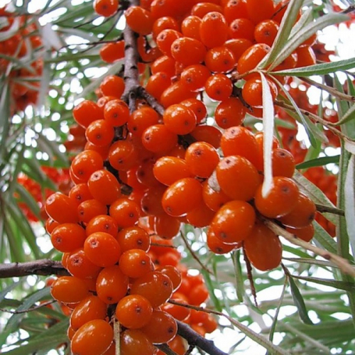 Джемовая ( нет в наличии) - лпх-первомайское.рф - Екатеринбург