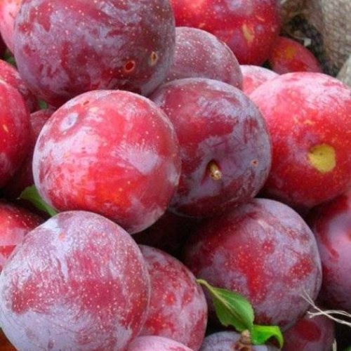  Красномясая - лпх-первомайское.рф - Екатеринбург