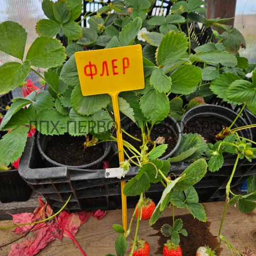 Клубника Флер - лпх-первомайское.рф - Екатеринбург