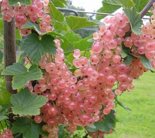 Смородина Мускат розовый( нет в наличии) - лпх-первомайское.рф