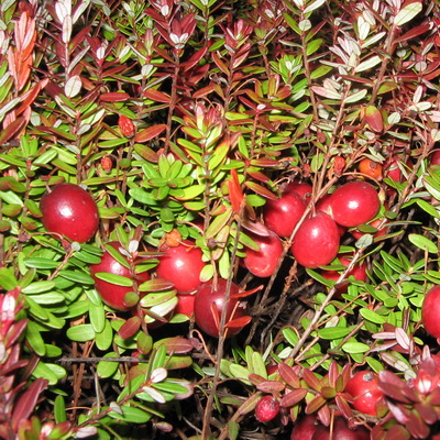 Пилигрим (нет в наличии) - лпх-первомайское.рф