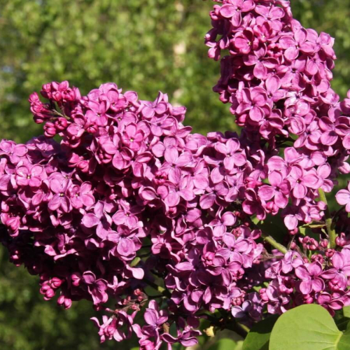 Памяти Людвига Шпета - лпх-первомайское.рф - Екатеринбург