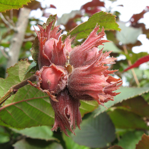 Фундук ( Сахарный) ( нет в наличии) - лпх-первомайское.рф