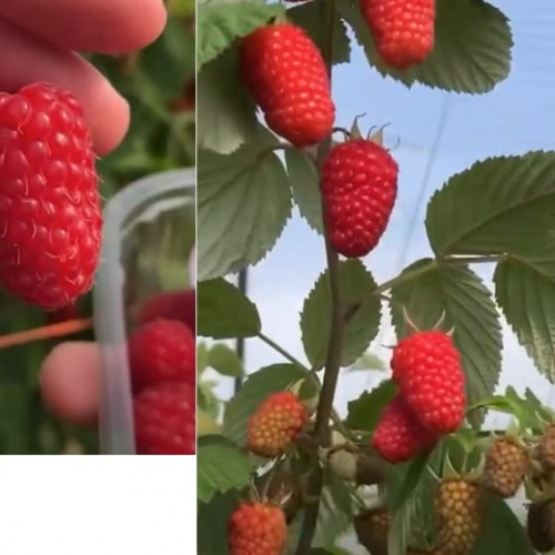 Малина Глен ди - лпх-первомайское.рф