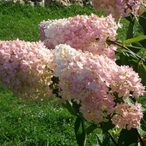 Гортензия" Гранди флора" - лпх-первомайское.рф