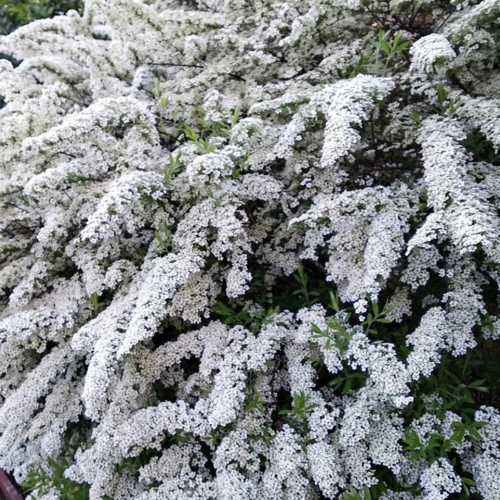 Спирея серая ( Грефшейм) - лпх-первомайское.рф - Екатеринбург
