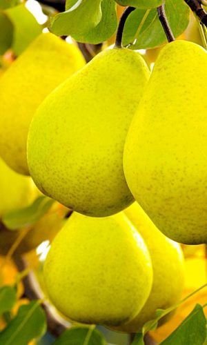 Лимонадная - лпх-первомайское.рф - Екатеринбург