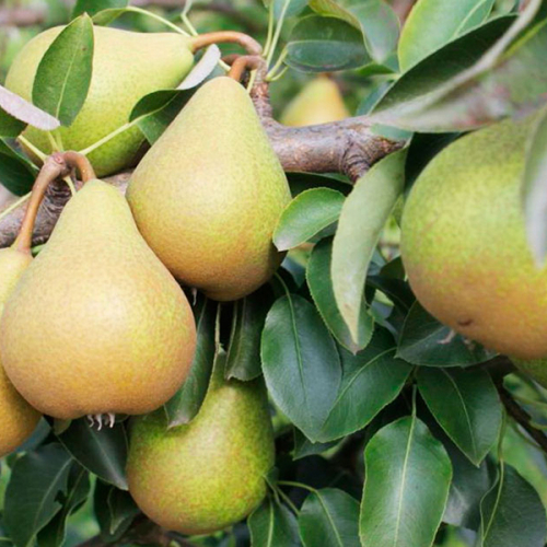 Груша Нежность - лпх-первомайское.рф