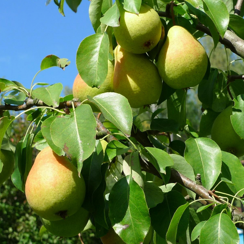 Груша Пермячка - лпх-первомайское.рф