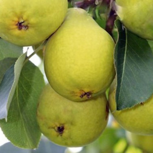 Свердловчанка - лпх-первомайское.рф - Екатеринбург