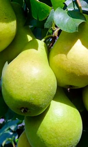 Заметная - лпх-первомайское.рф - Екатеринбург