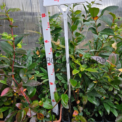 Хардиблю( нет в наличии) - лпх-первомайское.рф - Екатеринбург