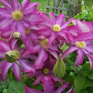 Какио пинк - лпх-первомайское.рф