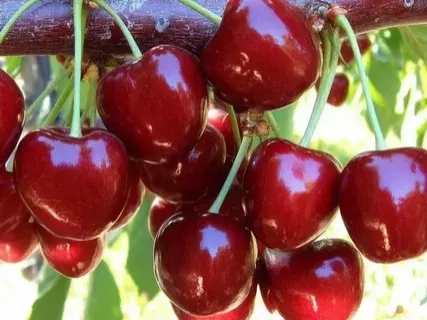 Ивановна(нет в наличии) - лпх-первомайское.рф