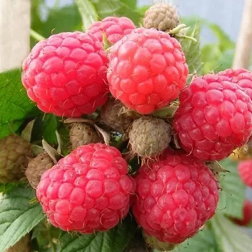 Малина Глен долл - лпх-первомайское.рф - Екатеринбург